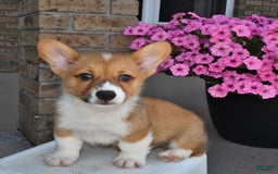 Welsh Corgi Pembroke dogs for sale: Cole - Image 7