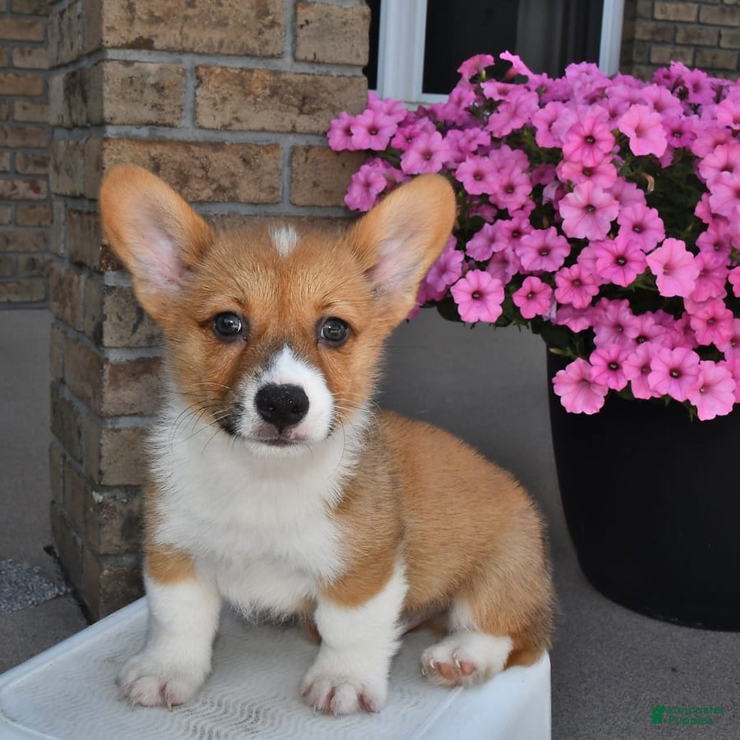 Welsh Corgi Pembroke dogs for sale: Cole - Image 7