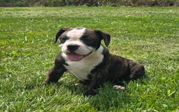 Olde English Bulldogge dogs for sale: Jp - Image 5