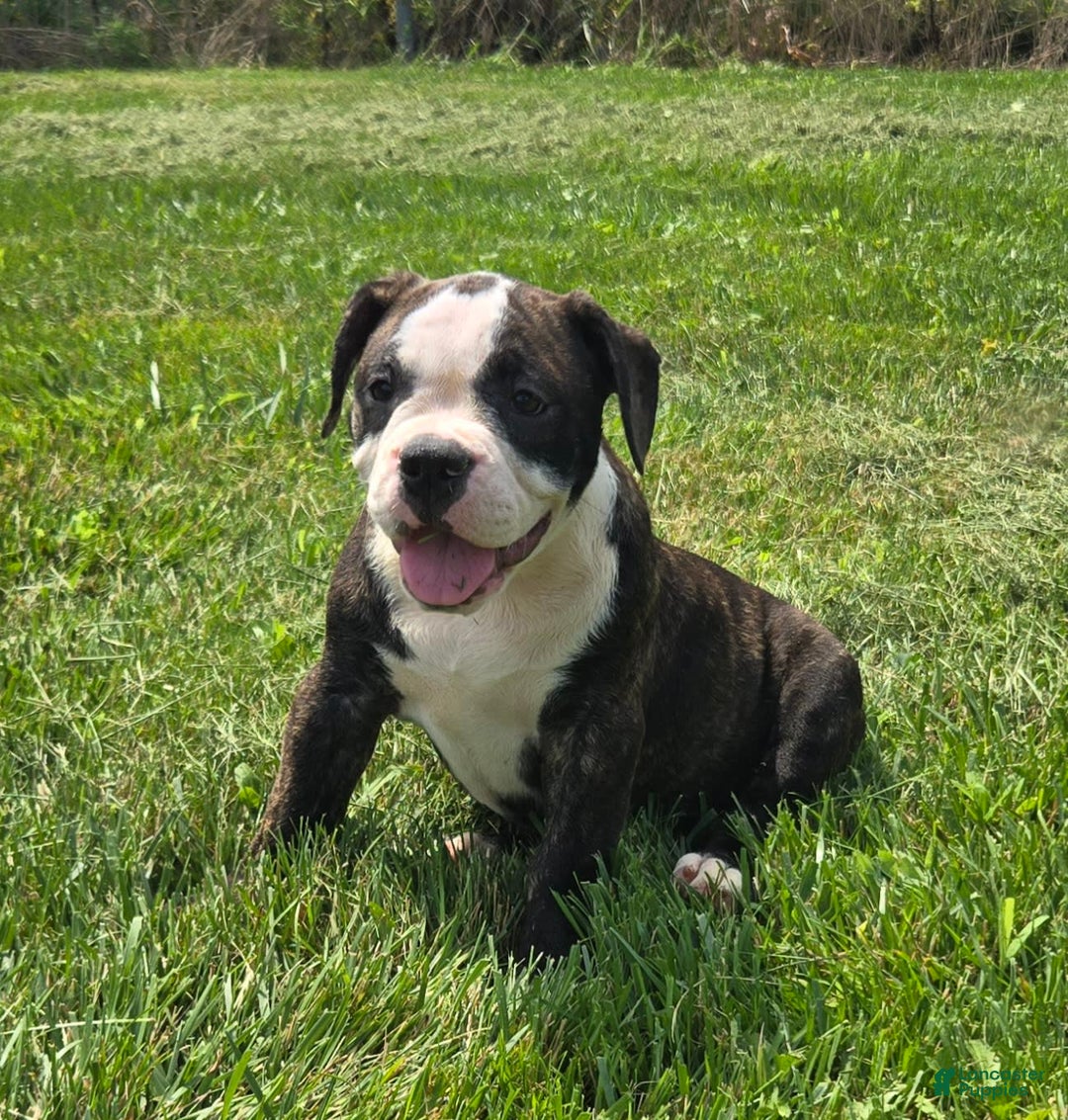 Olde English Bulldogge dogs for sale: Jp - Image 5