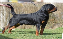 Rottweiler dogs for sale: Vince - Image 6