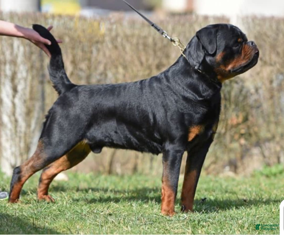 Rottweiler dogs for sale: Vince - Image 6