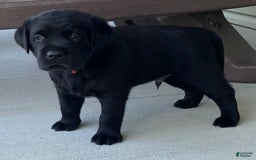 Labrador Retriever dogs for sale: Wyatt - Image 3