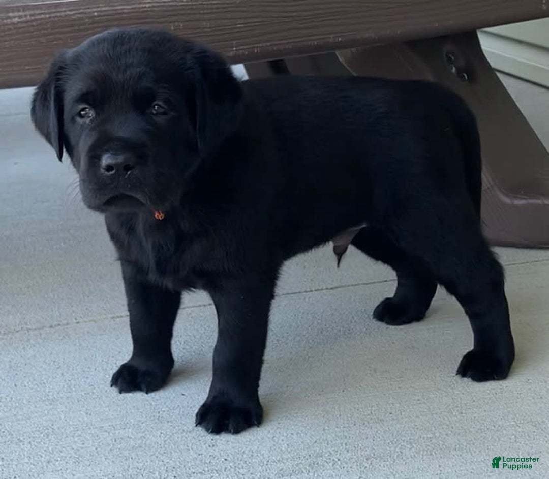Labrador Retriever dogs for sale: Wyatt - Image 3