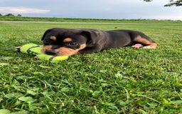 Staffordshire Bull Terrier dogs for sale: Daisy - Image 1