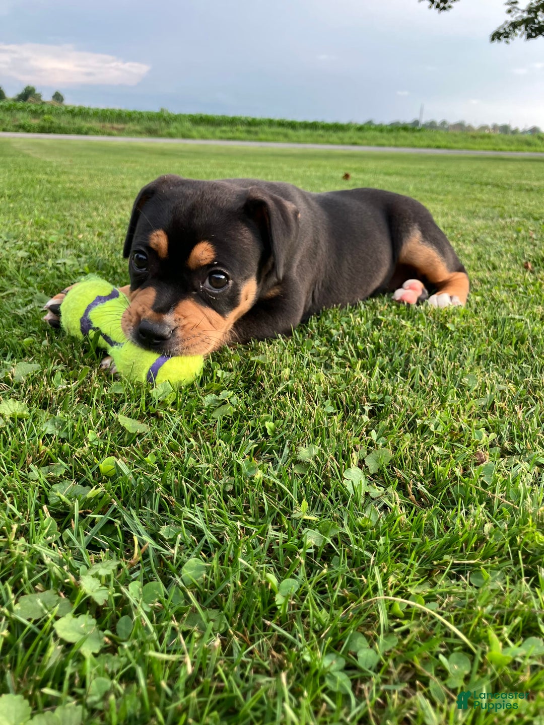 Staffordshire Bull Terrier dogs for sale: Daisy - Image 1