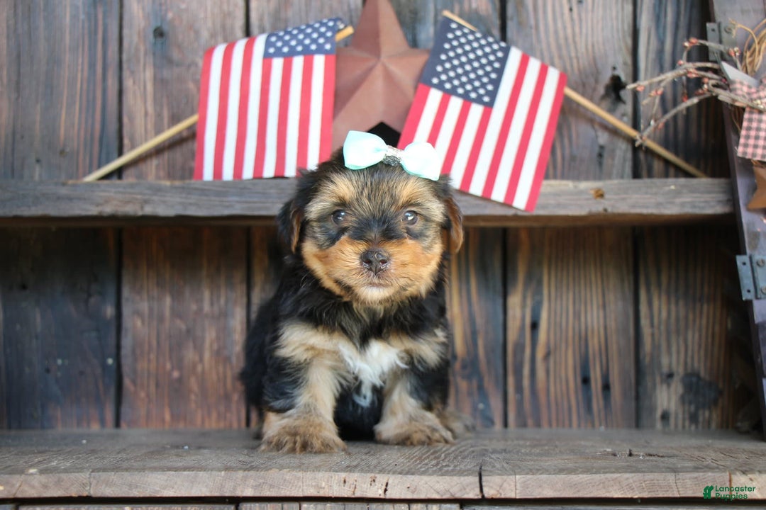 Yorkshire Terrier dogs for sale: Drew - Image 3