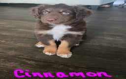 Australian Shepherd dogs for sale: Cinnamon - Image 1