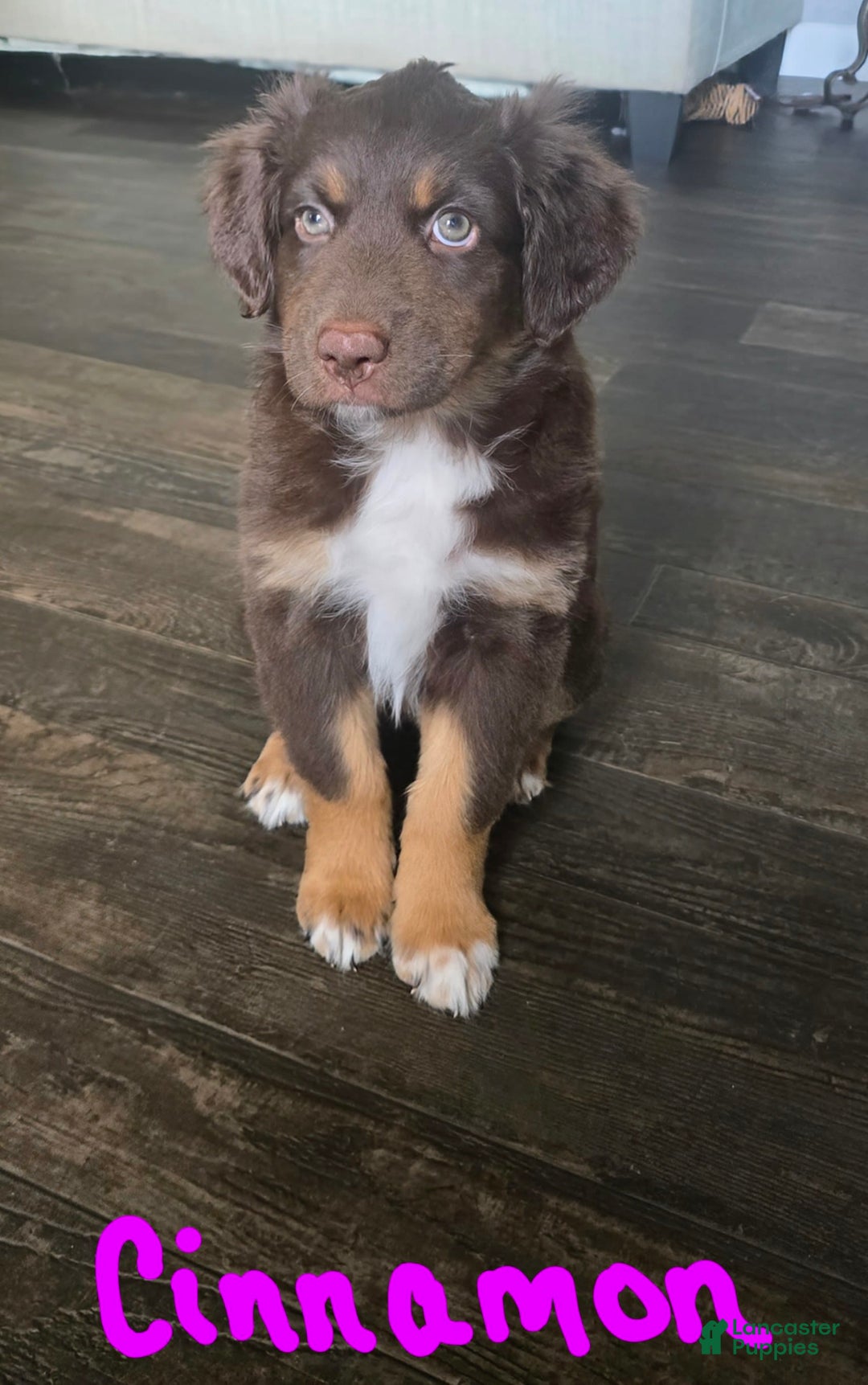 Australian Shepherd dogs for sale: Cinnamon - Image 1