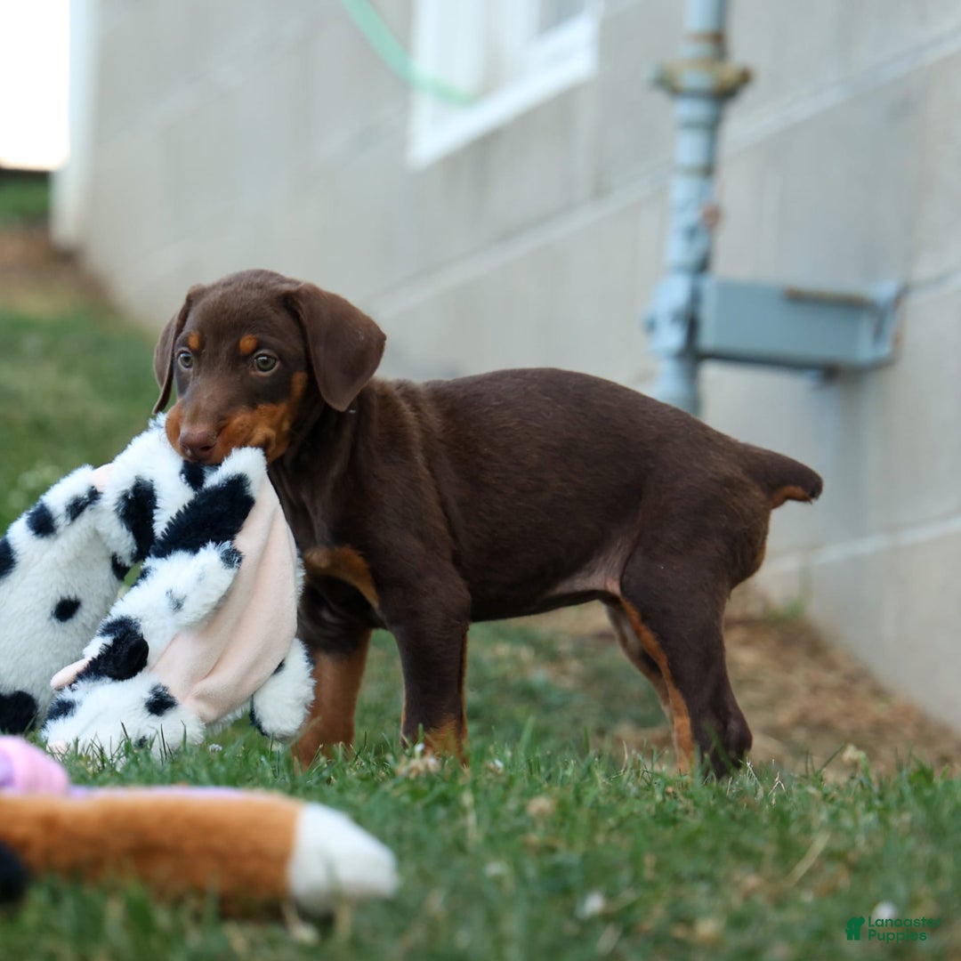Doberman Pinscher dogs for sale: Daisy - Image 6
