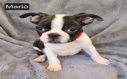 Boston Terrier dogs for sale: Mario - Image 3