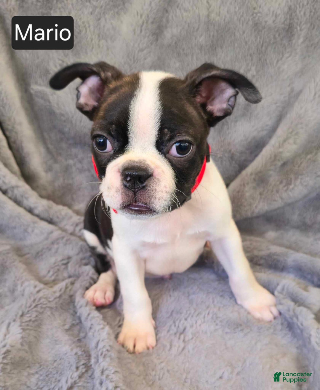 Boston Terrier dogs for sale: Mario - Image 3
