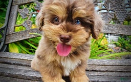 Havapoo dogs for sale: Domino - Image 12