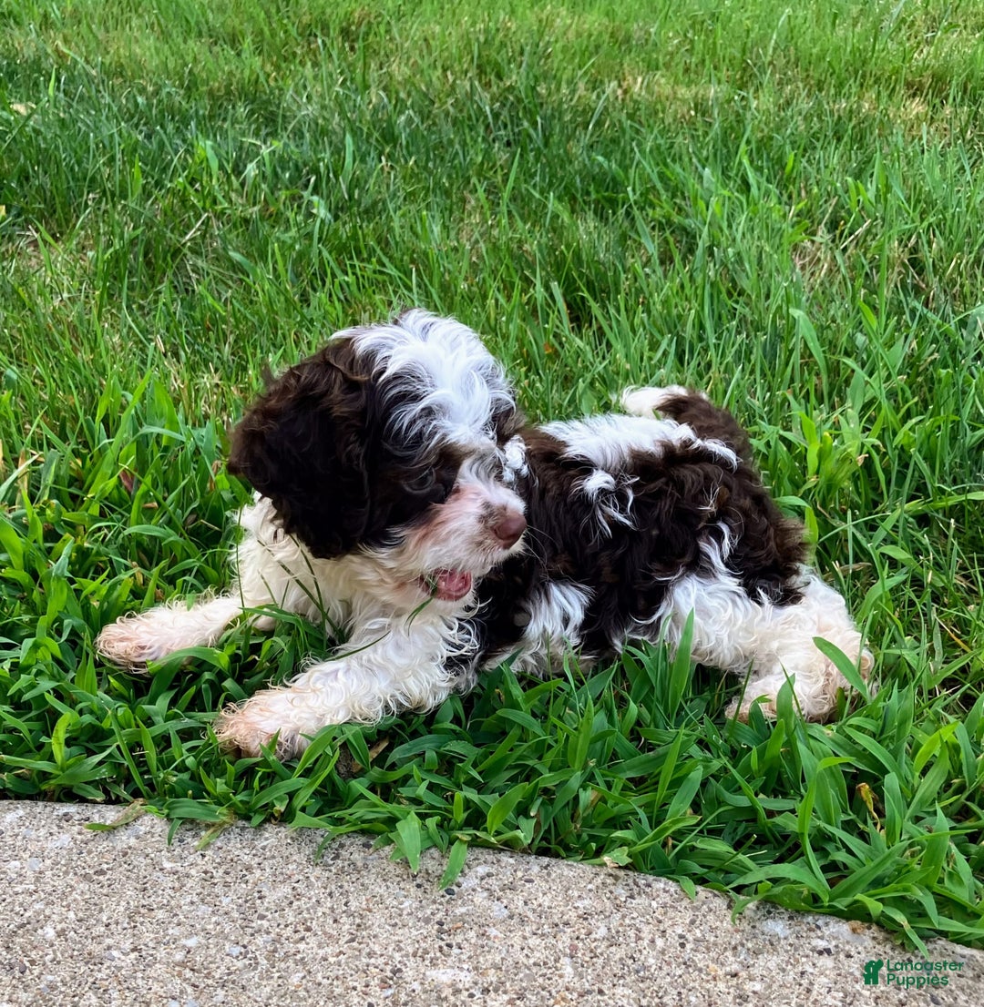 Cockapoo dogs for sale: Teddy - Image 9