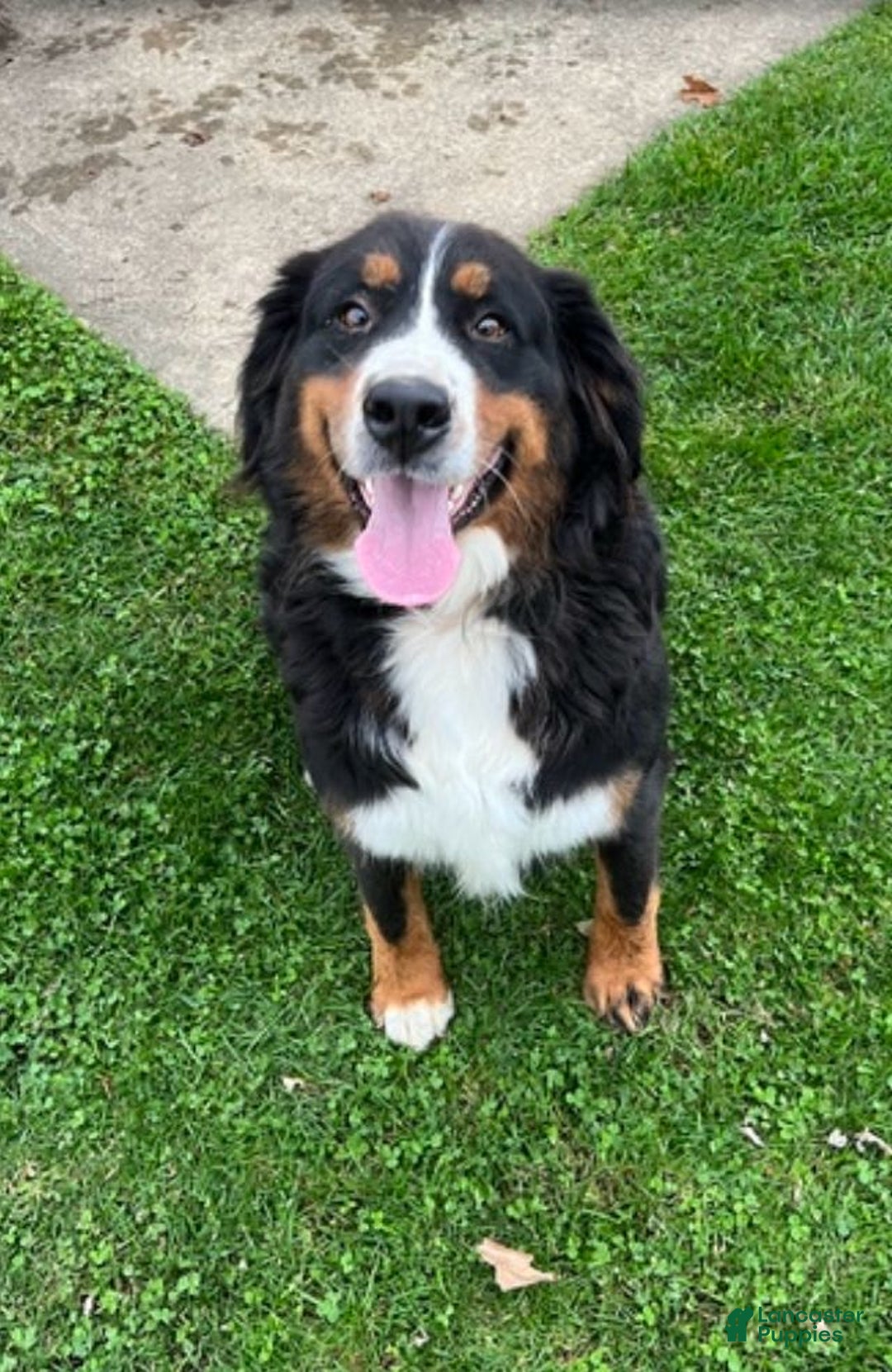 Bernese Mountain Dog dogs for sale: Pebbles - Image 71