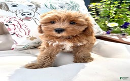 Cavapoo dogs for sale: Cavapoo 2 puppies - Image 2