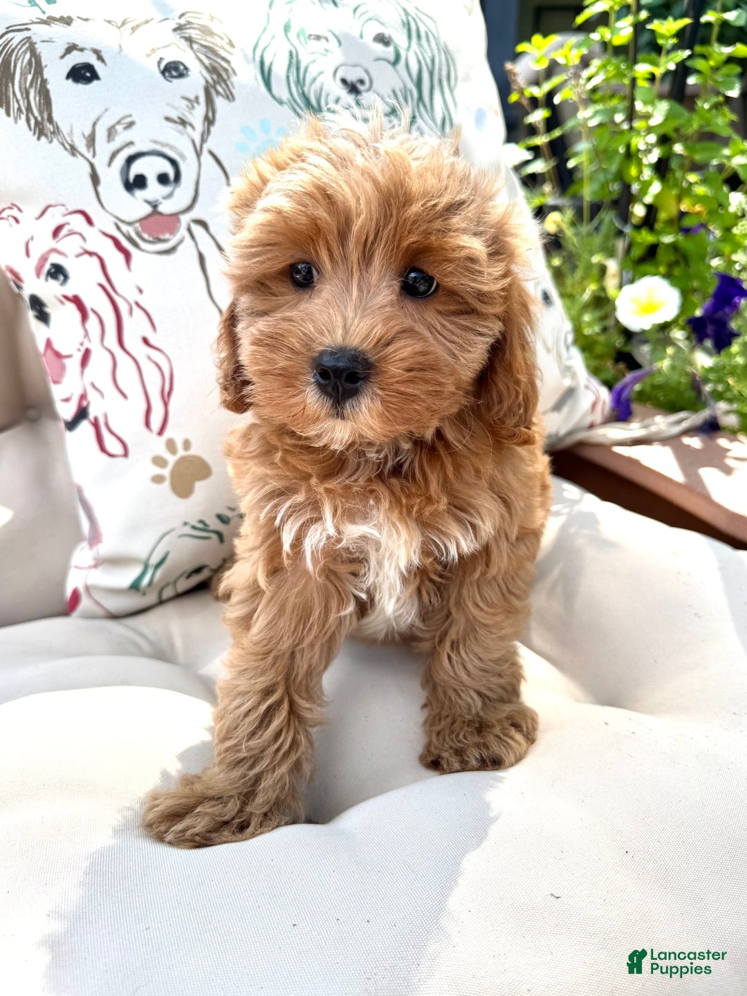 Cavapoo dogs for sale: Cavapoo 2 puppies - Image 2