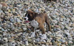 Boxer dogs for sale: Taylor - Image 7