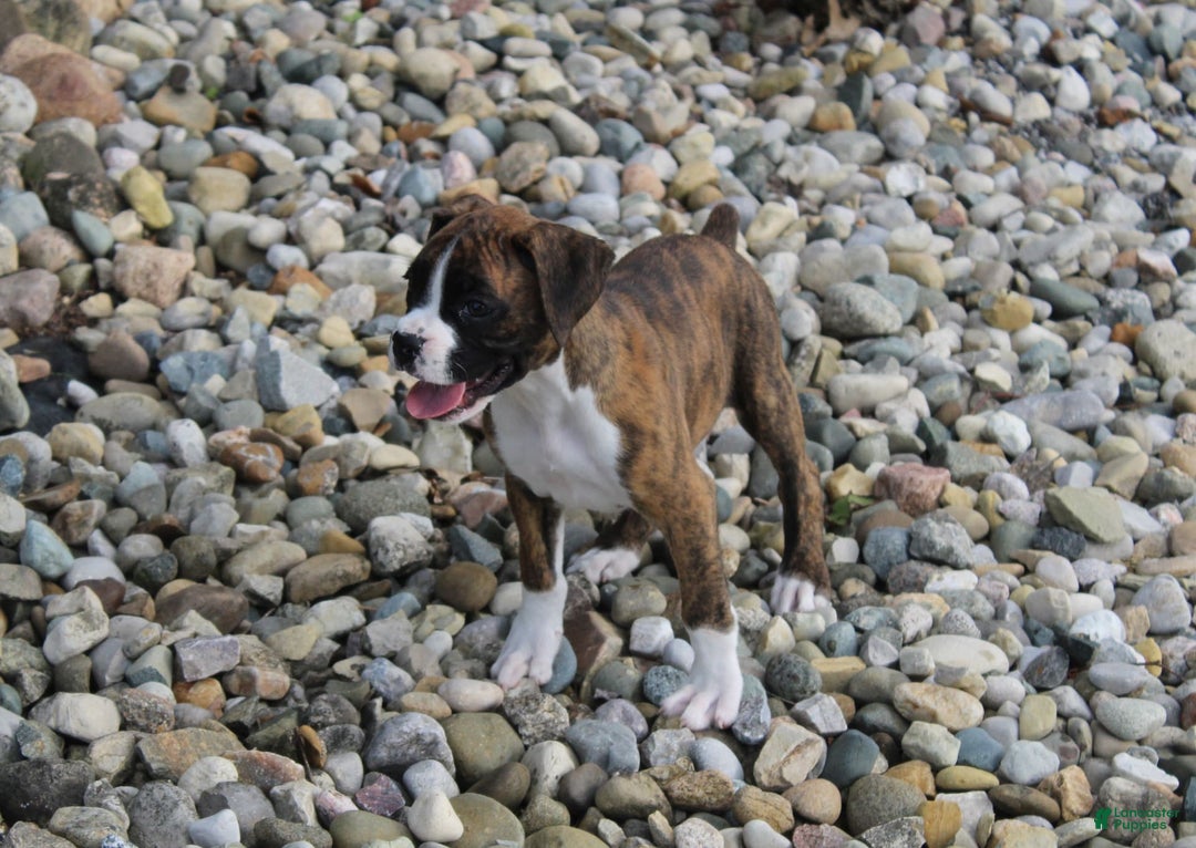 Boxer dogs for sale: Taylor - Image 7