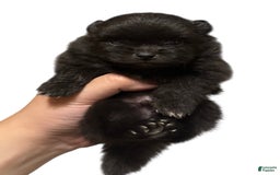 Pomeranian dogs for sale: Jet - Image 20