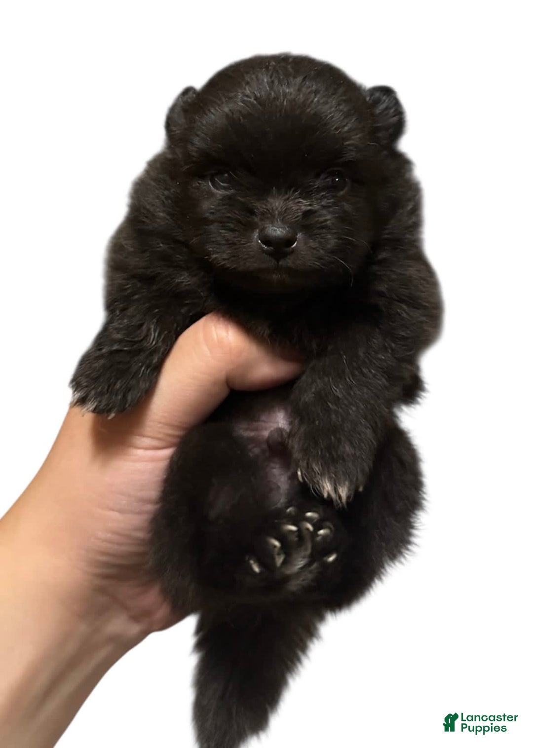 Pomeranian dogs for sale: Jet - Image 20