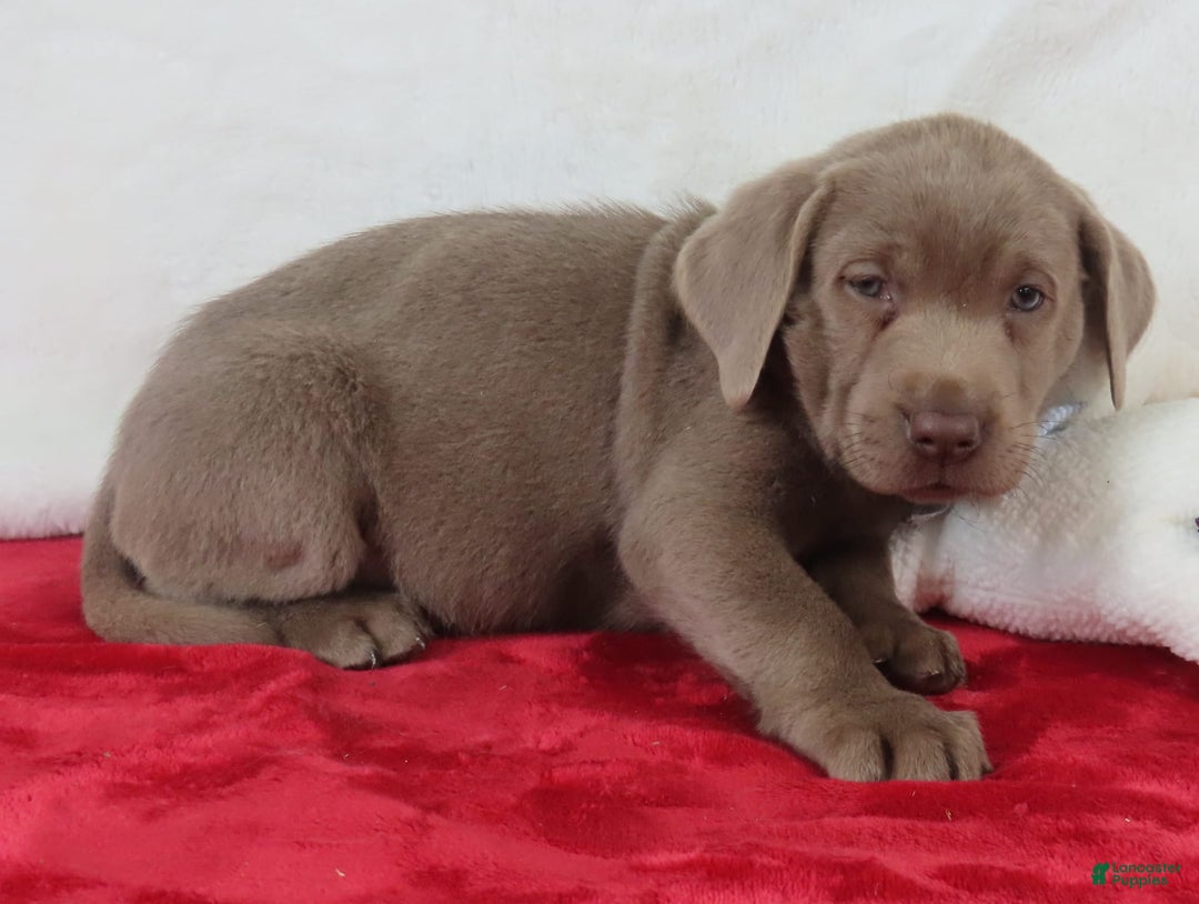 Labrador Retriever dogs for sale: Silver Skye - Image 4