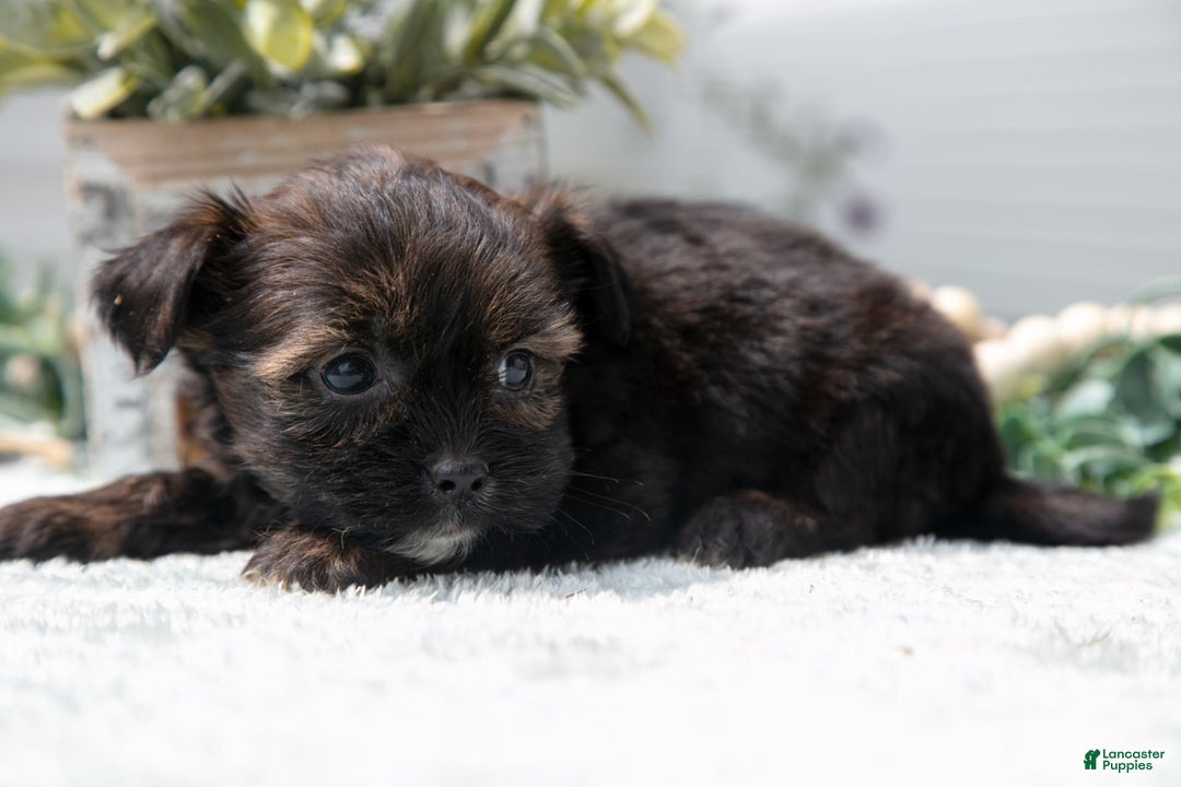 Shorkie dogs for sale: Liza - Image 3
