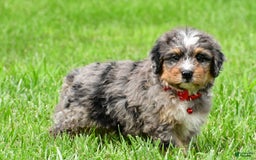 Mini Bernedoodle dogs for sale: Jerry - Image 12