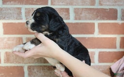 Bernedoodle dogs for sale: Twinkle - Image 3