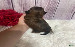 Shih Tzu dogs for sale: Cubby - Image 2