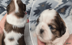 Shih Tzu dogs for sale: Danny - Image 1