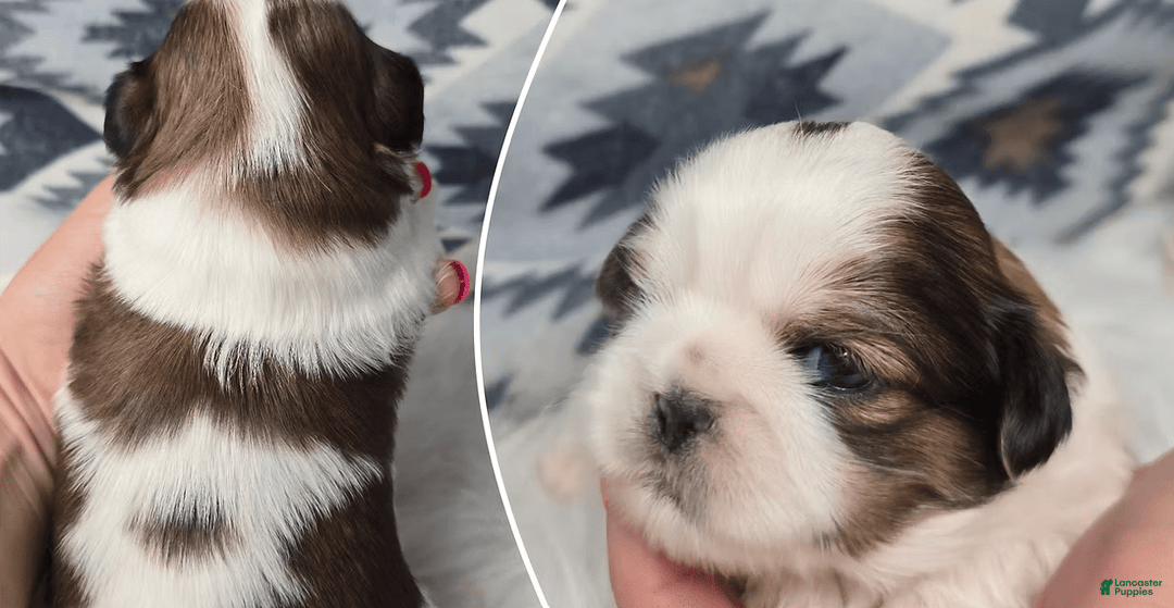 Shih Tzu dogs for sale: Danny - Image 1