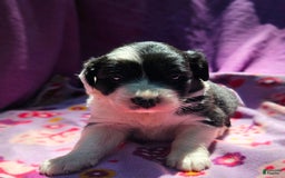 Border Collie dogs for sale: Ellie - Image 21