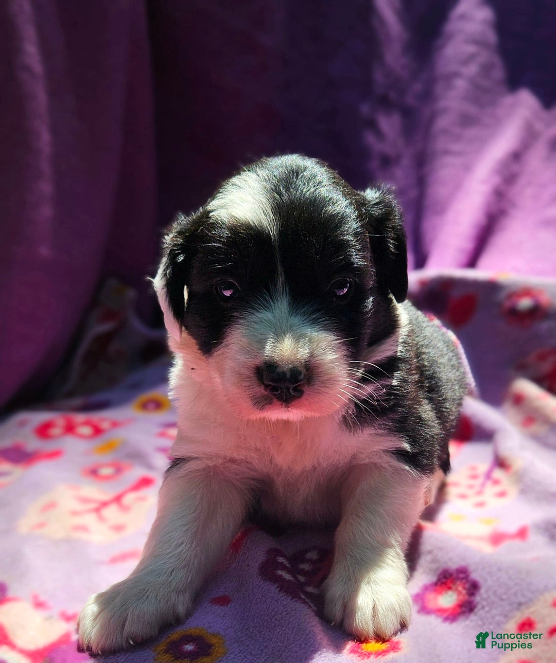 Border Collie dogs for sale: Ellie - Image 21