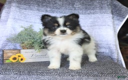 Pomeranian dogs for sale: Diesel - Image 3