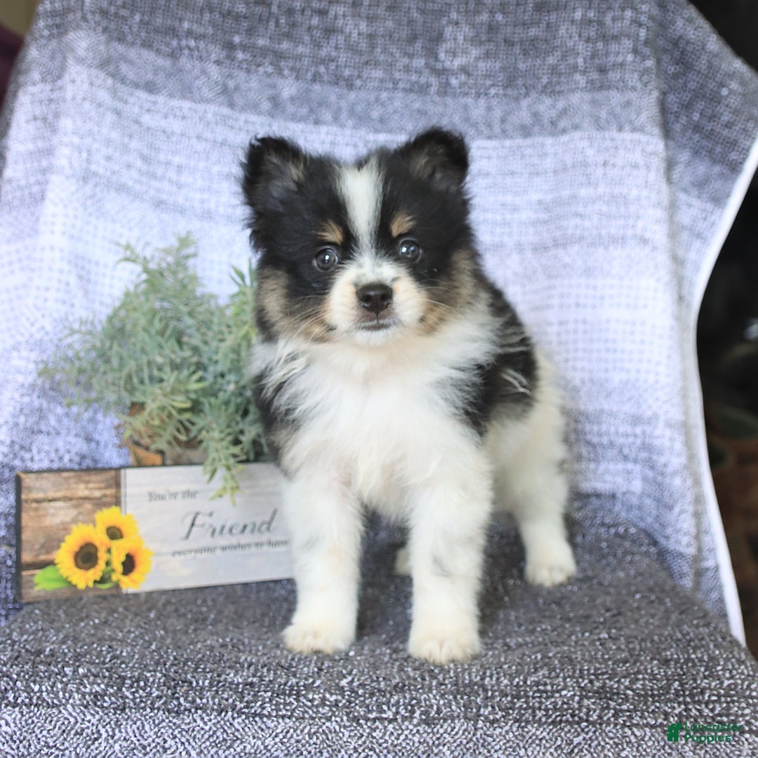 Pomeranian dogs for sale: Diesel - Image 3