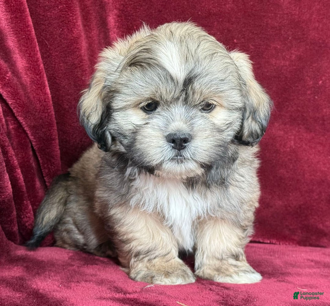 Shih Tzu dogs for sale: Dick - Image 14