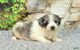 Mini Goldendoodle dogs for sale: Oreo F1b - Image 7
