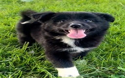 Shiba Inu dogs for sale: Missy - Image 6