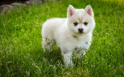 Pomsky dogs for sale: Blaze - Image 11
