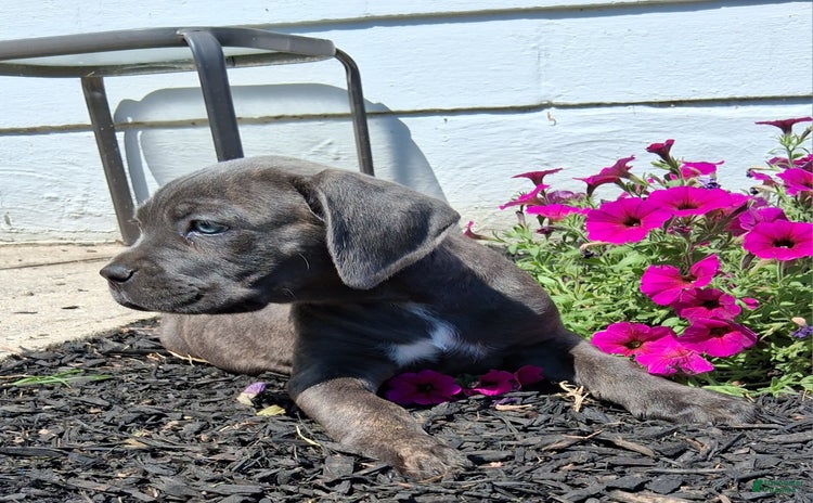 Cane Corso dogs - Advert 9