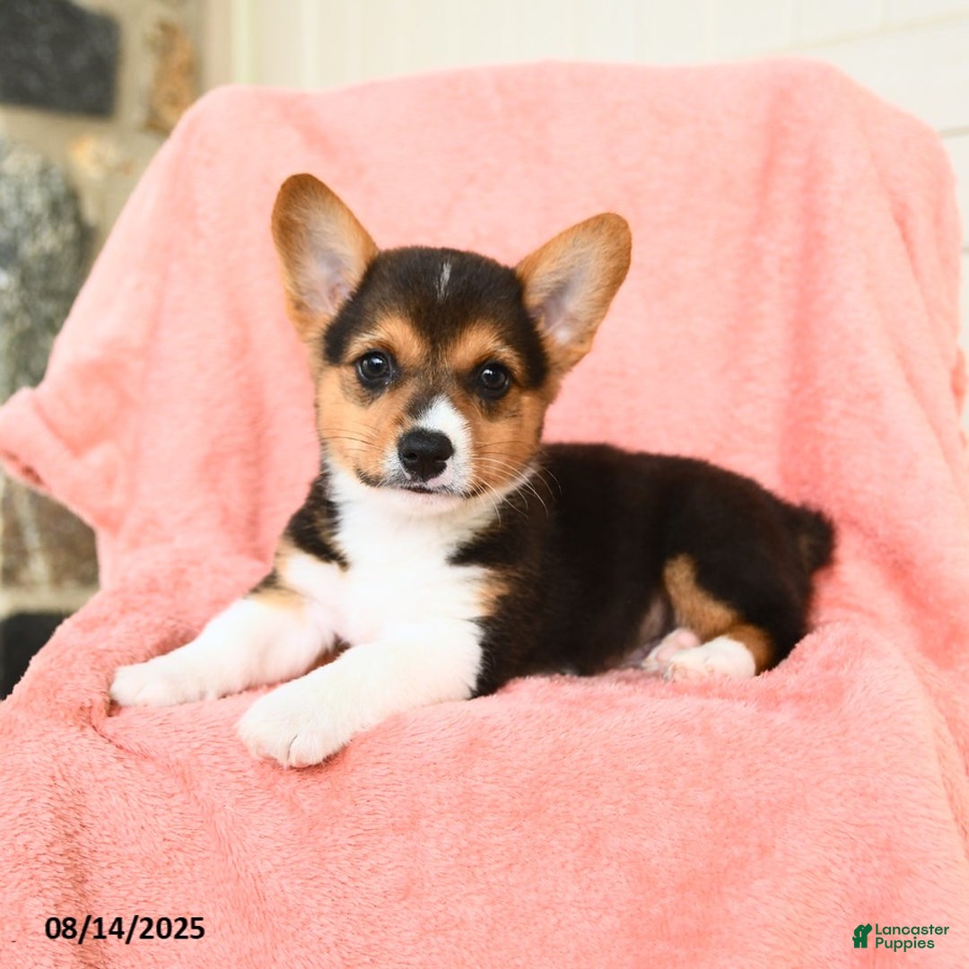 Welsh Corgi Pembroke dogs for sale: Vermont AKC - Image 2