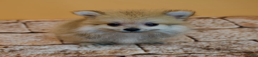 Charlie