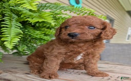 Mini Goldendoodle dogs for sale: Mini -coner - Image 34
