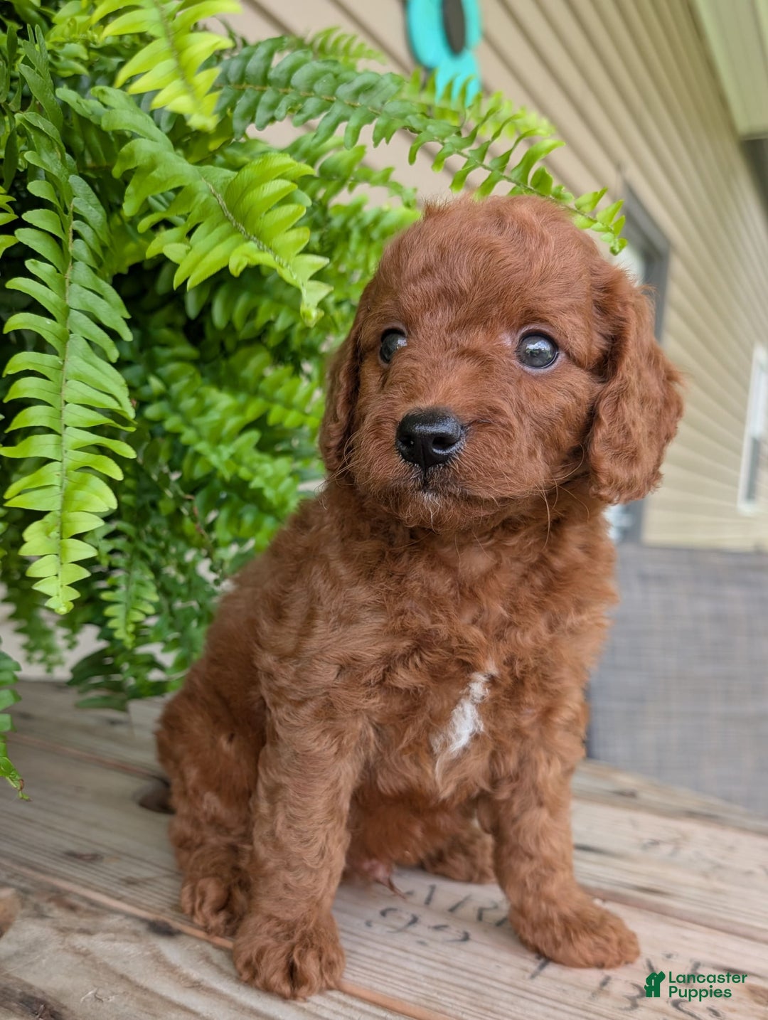 Mini Goldendoodle dogs for sale: Mini -coner - Image 34