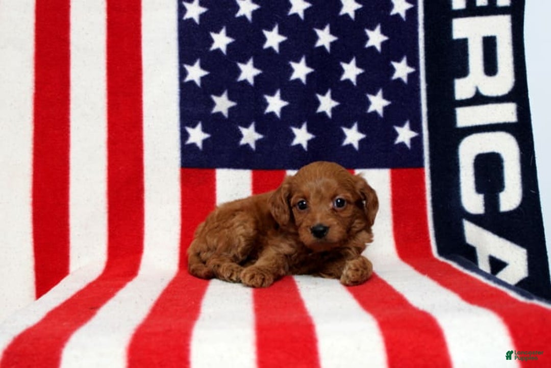 Mini Goldendoodle dogs for sale: Paparika - Image 4