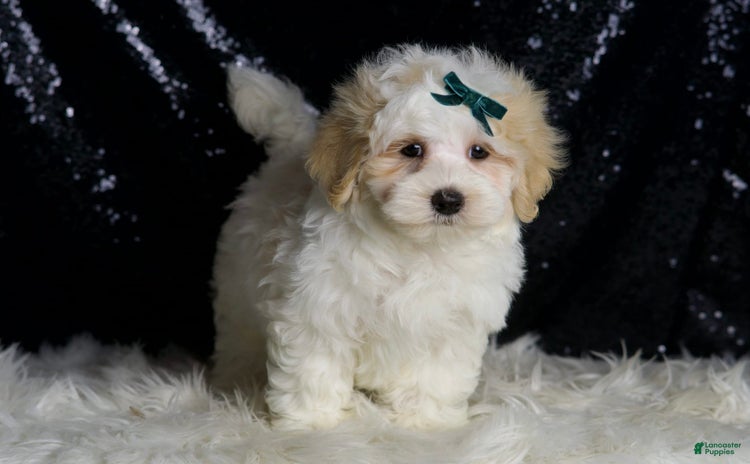 Maltipoo dogs - Advert 8
