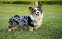 American Corgi dogs for sale: Sterling - Image 4
