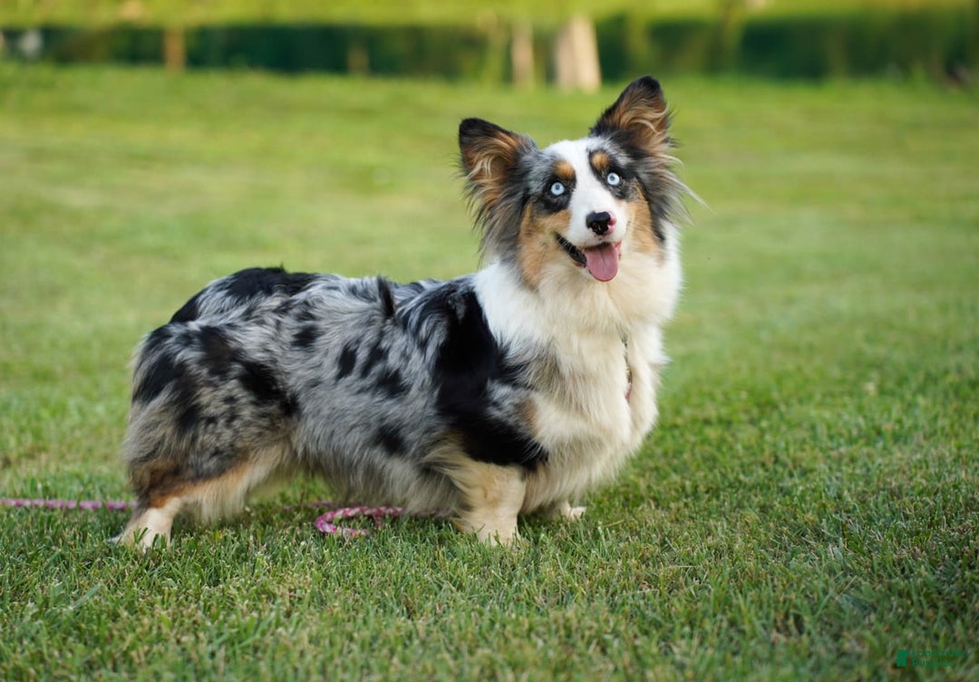 American Corgi dogs for sale: Sterling - Image 4