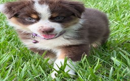 Australian Shepherd dogs for sale: L-purple - Image 8